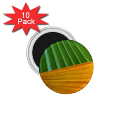 Pattern Colorful Palm Leaves 1 75  Magnets (10 Pack) 