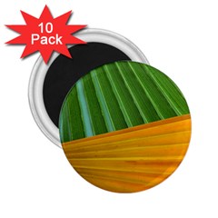 Pattern Colorful Palm Leaves 2 25  Magnets (10 Pack) 