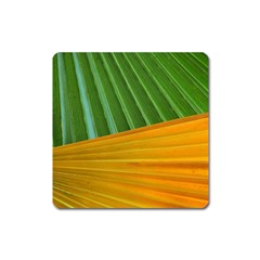 Pattern Colorful Palm Leaves Square Magnet