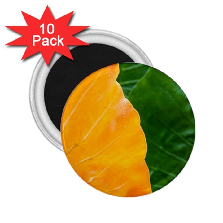 Wet Yellow And Green Leaves Abstract Pattern 2.25  Magnets (10 pack) 