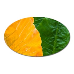 Wet Yellow And Green Leaves Abstract Pattern Oval Magnet by Amaryn4rt