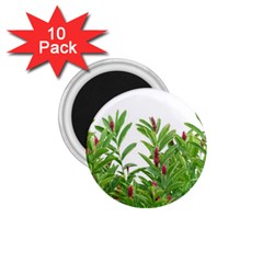 Tropical Floral Print 1 75  Magnets (10 Pack) 