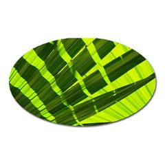 Frond Leaves Tropical Nature Plant Oval Magnet by Amaryn4rt