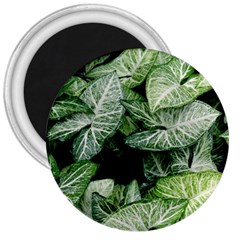 Green Leaves Nature Pattern Plant 3  Magnets by Amaryn4rt