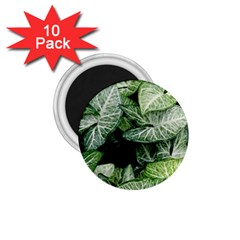 Green Leaves Nature Pattern Plant 1 75  Magnets (10 Pack)  by Amaryn4rt