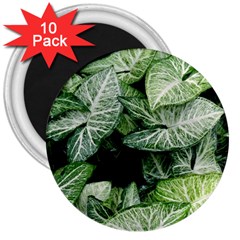 Green Leaves Nature Pattern Plant 3  Magnets (10 Pack)  by Amaryn4rt