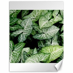 Green Leaves Nature Pattern Plant Canvas 12  X 16  