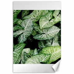 Green Leaves Nature Pattern Plant Canvas 24  X 36 