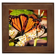 Monarch Butterfly Nature Orange Framed Tiles by Amaryn4rt