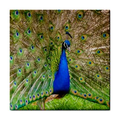 Peacock Animal Photography Beautiful Tile Coasters by Amaryn4rt