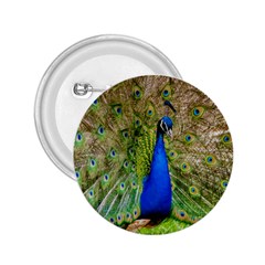 Peacock Animal Photography Beautiful 2 25  Buttons by Amaryn4rt