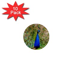 Peacock Animal Photography Beautiful 1  Mini Magnet (10 Pack)  by Amaryn4rt