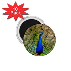 Peacock Animal Photography Beautiful 1 75  Magnets (10 Pack)  by Amaryn4rt