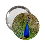 Peacock Animal Photography Beautiful 2.25  Handbag Mirrors Front