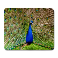 Peacock Animal Photography Beautiful Large Mousepads by Amaryn4rt