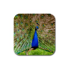 Peacock Animal Photography Beautiful Rubber Square Coaster (4 Pack)  by Amaryn4rt