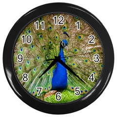 Peacock Animal Photography Beautiful Wall Clocks (black) by Amaryn4rt