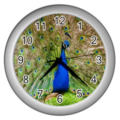 Peacock Animal Photography Beautiful Wall Clocks (silver)  by Amaryn4rt