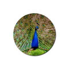 Peacock Animal Photography Beautiful Rubber Round Coaster (4 Pack)  by Amaryn4rt