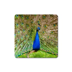 Peacock Animal Photography Beautiful Square Magnet by Amaryn4rt