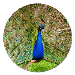 Peacock Animal Photography Beautiful Magnet 5  (round) by Amaryn4rt