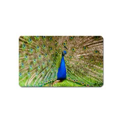 Peacock Animal Photography Beautiful Magnet (name Card) by Amaryn4rt