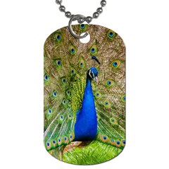 Peacock Animal Photography Beautiful Dog Tag (one Side) by Amaryn4rt