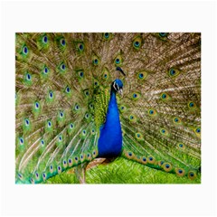 Peacock Animal Photography Beautiful Small Glasses Cloth by Amaryn4rt