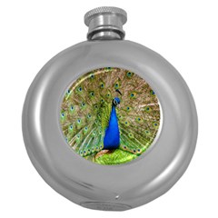 Peacock Animal Photography Beautiful Round Hip Flask (5 Oz) by Amaryn4rt