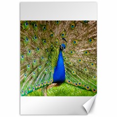 Peacock Animal Photography Beautiful Canvas 12  X 18   by Amaryn4rt