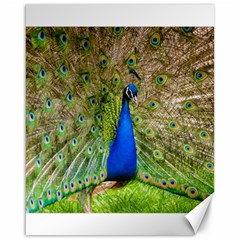 Peacock Animal Photography Beautiful Canvas 16  X 20  