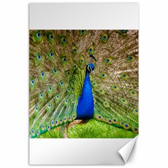 Peacock Animal Photography Beautiful Canvas 20  X 30   by Amaryn4rt