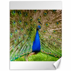 Peacock Animal Photography Beautiful Canvas 36  X 48   by Amaryn4rt