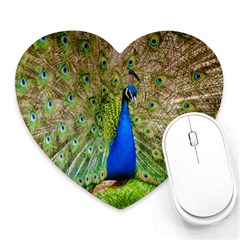 Peacock Animal Photography Beautiful Heart Mousepads by Amaryn4rt