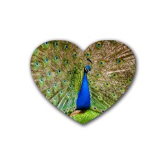 Peacock Animal Photography Beautiful Rubber Coaster (heart)  by Amaryn4rt