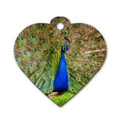 Peacock Animal Photography Beautiful Dog Tag Heart (two Sides) by Amaryn4rt