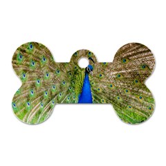 Peacock Animal Photography Beautiful Dog Tag Bone (one Side) by Amaryn4rt