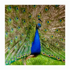 Peacock Animal Photography Beautiful Medium Glasses Cloth by Amaryn4rt