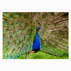 Peacock Animal Photography Beautiful Large Glasses Cloth by Amaryn4rt