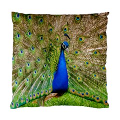 Peacock Animal Photography Beautiful Standard Cushion Case (two Sides) by Amaryn4rt