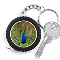 Peacock Animal Photography Beautiful Measuring Tapes by Amaryn4rt