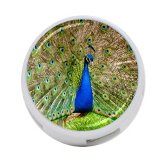 Peacock Animal Photography Beautiful 4-port Usb Hub (two Sides)  by Amaryn4rt