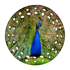 Peacock Animal Photography Beautiful Ornament (round Filigree) by Amaryn4rt