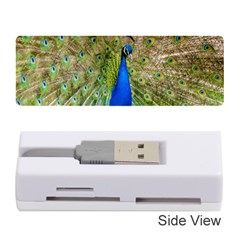 Peacock Animal Photography Beautiful Memory Card Reader (stick)  by Amaryn4rt