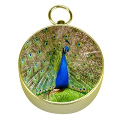 Peacock Animal Photography Beautiful Gold Compasses by Amaryn4rt