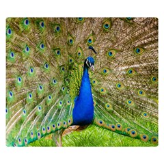 Peacock Animal Photography Beautiful Double Sided Flano Blanket (small)  by Amaryn4rt