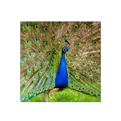 Peacock Animal Photography Beautiful Satin Bandana Scarf by Amaryn4rt