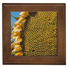 Sunflower Bright Close Up Color Disk Florets Framed Tiles by Amaryn4rt