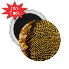 Sunflower Bright Close Up Color Disk Florets 2 25  Magnets (100 Pack) 