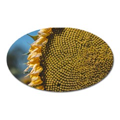 Sunflower Bright Close Up Color Disk Florets Oval Magnet